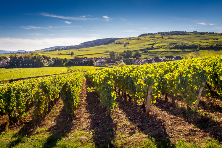 Ophorus Tours - Half-Day Private Wine Tour for 2 – Côte de Beaune Highlights from Dijon