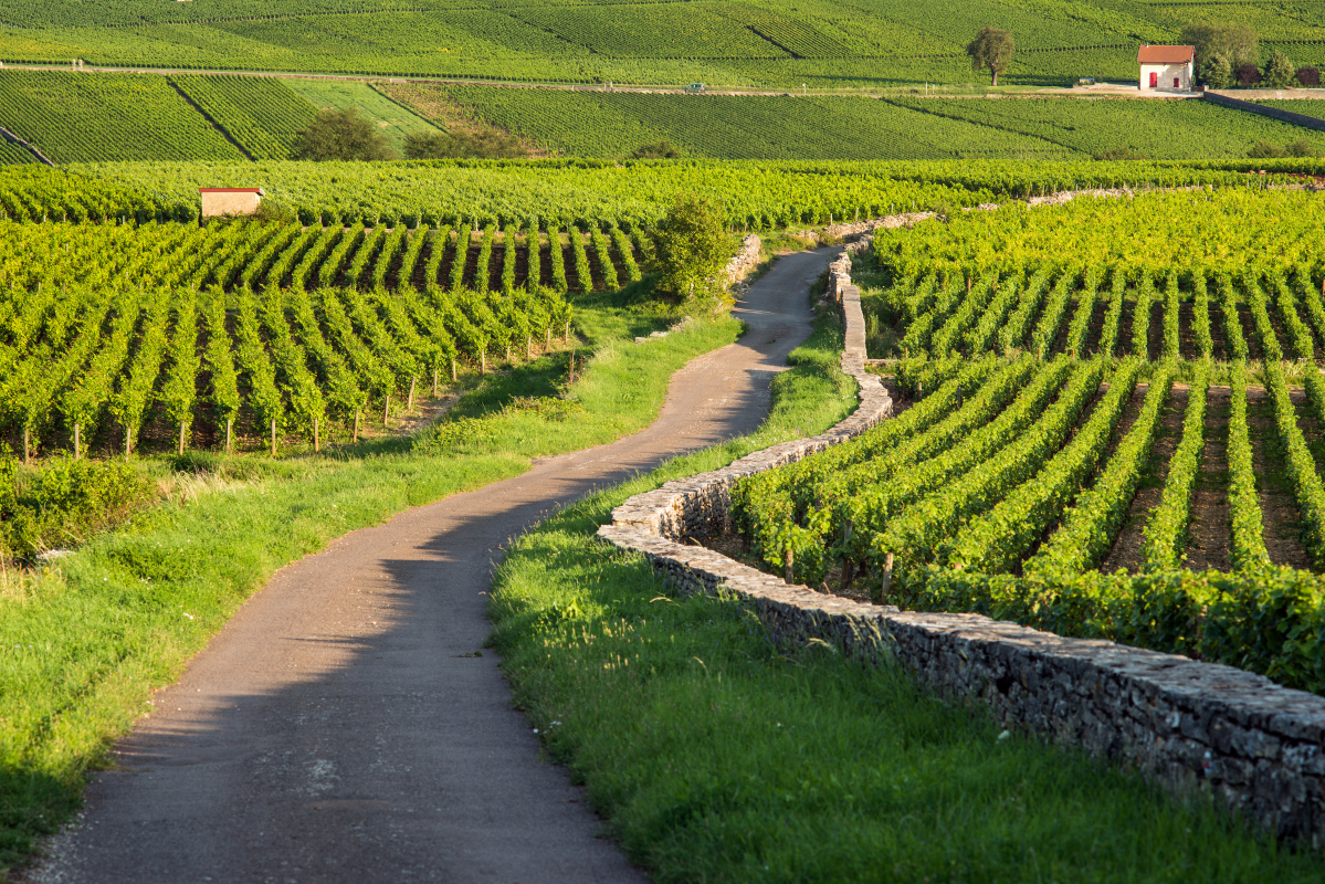 Ophorus Tours - Half-Day Private Wine Tour for 2 – Côte de Beaune Highlights from Dijon