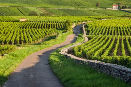 Côte de Beaune Private Half-Day Wine Tour from Dijon for 2