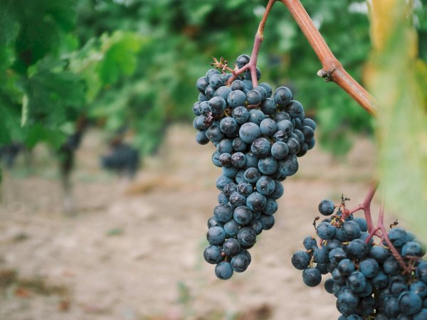 Ophorus Tours - Half-Day Private Wine Tour for 2 – Côte de Beaune Highlights from Dijon