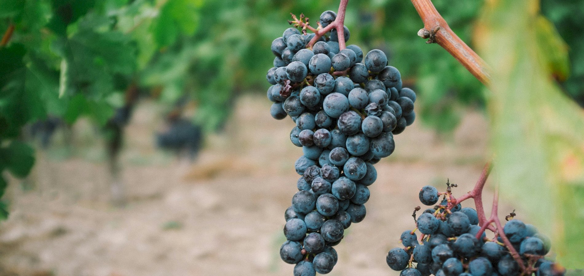 Ophorus Tours - Half-Day Private Wine Tour for 2 – Côte de Beaune Highlights from Dijon