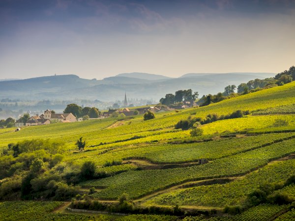 Ophorus Tours - Half-Day Private Wine Tour for 2 – Côte de Beaune Highlights from Dijon