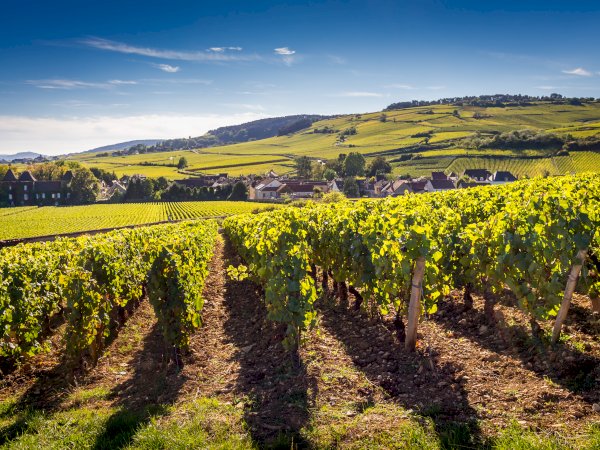 Ophorus Tours - Half-Day Private Wine Tour for 2 – Côte de Beaune Highlights from Dijon