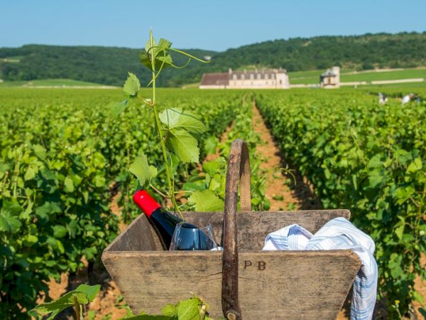 Ophorus Tours - A Private Burgundy Wine Tour From Dijon to Côte De Nuits for 2 persons