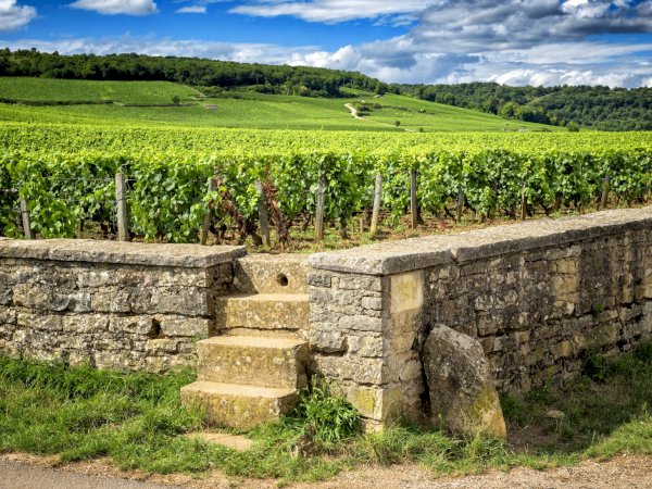 Ophorus Tours - A Private Burgundy Wine Tour From Dijon to Côte De Nuits for 2 persons