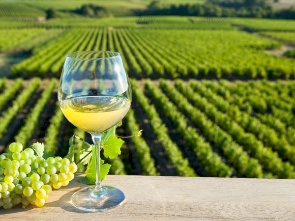 Ophorus Tours - Private Loire Valley Wine Experience – Vouvray Half-Day Tour for 2