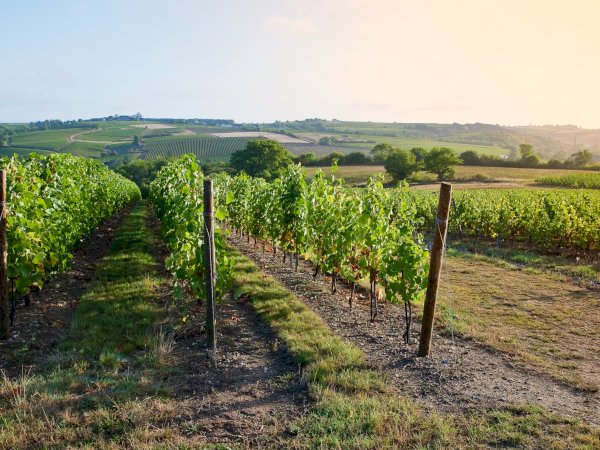 Ophorus Tours - Private Loire Valley Wine Experience – Vouvray Half-Day Tour for 2