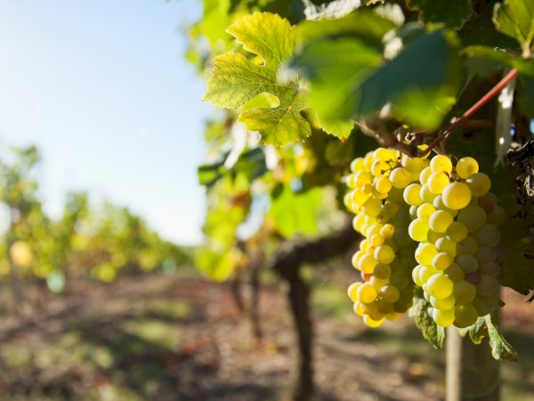 Ophorus Tours - Private Loire Valley Wine Tour – Chinon & Bourgueil for 2 From Tours
