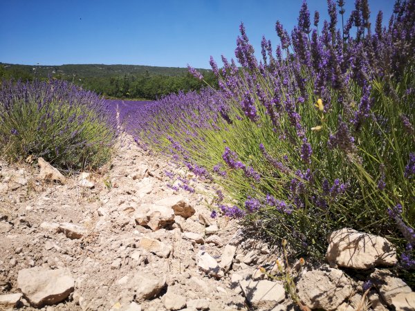Ophorus Tours - Provence Lavender Escape: Private Day Trip from Marseille