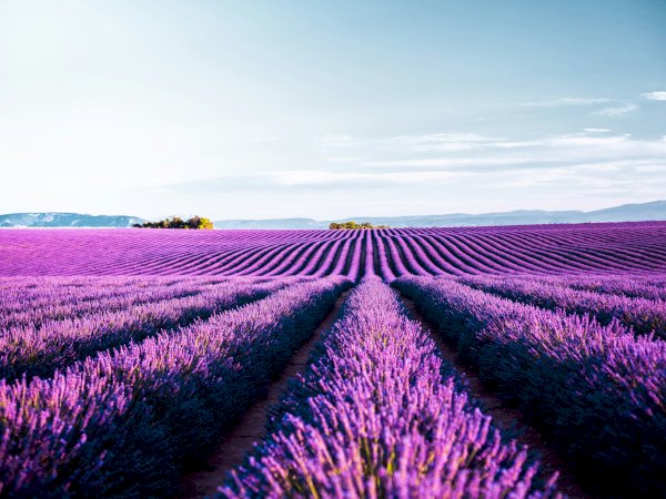 Ophorus Tours - Provence Lavender Escape: Private Day Trip from Marseille