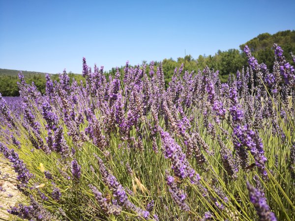 Ophorus Tours - Provence Lavender Escape: Private Day Trip from Marseille