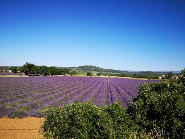 Ophorus Tours - Lavender Fields of Provence: Marseille Shore Excursion