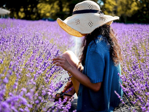 Ophorus Tours - Lavender Fields of Provence: Marseille Shore Excursion
