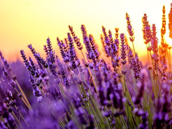 Ophorus Tours - Lavender Fields of Provence: Marseille Shore Excursion