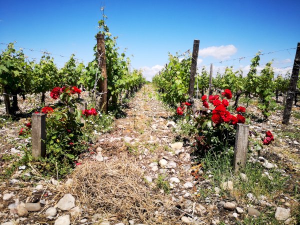 Ophorus Tours - 7-Day Private Bordeaux to San Sebastian Package - 3* Hotel