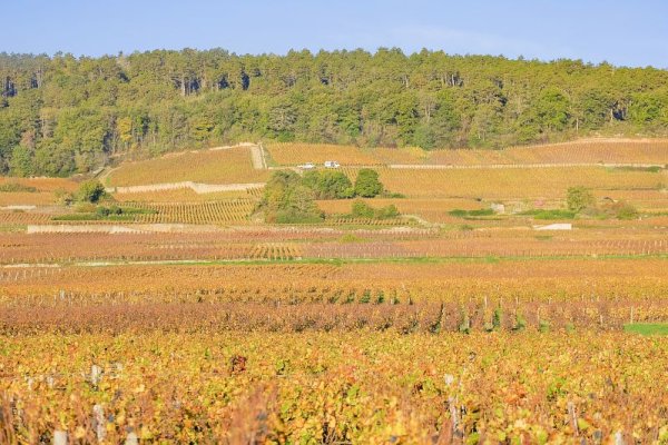 Ophorus Tours - 8-Day Small Group Alsace & Burgundy Package - 4* Hotel