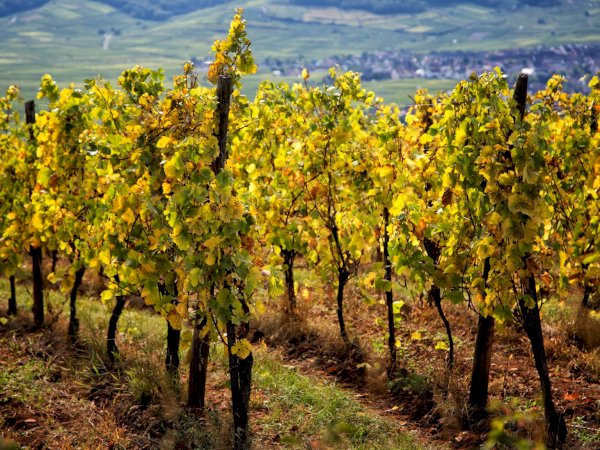 Ophorus Tours - 8-Day Small Group Alsace & Burgundy Package - 4* Hotel