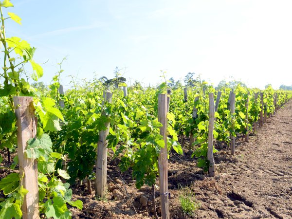 Ophorus Tours - 8-Day Private Bordeaux & Dordogne Package - 5* Hotel