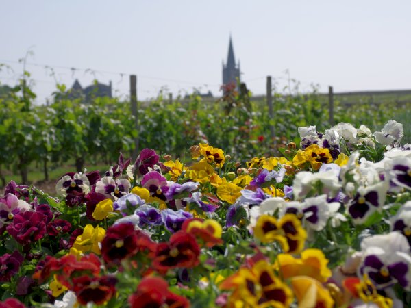 Ophorus Tours - 8-Day Small Group Bordeaux & Dordogne Package - 4* Hotel