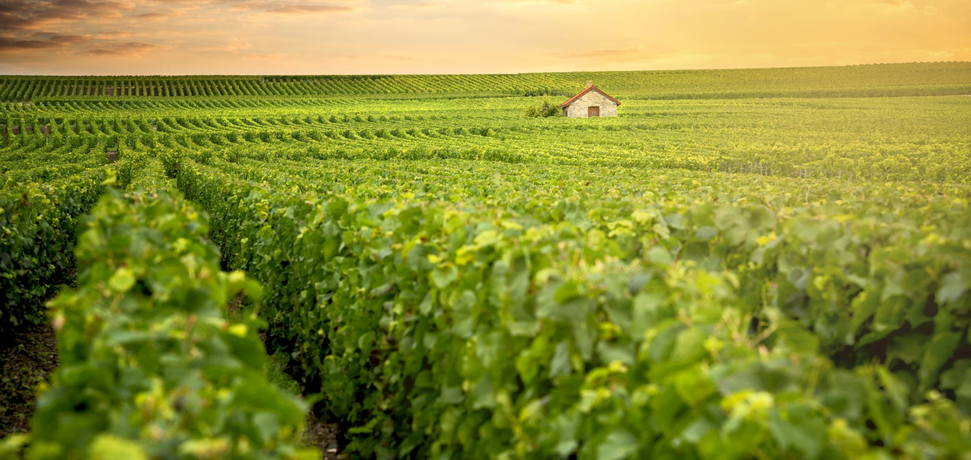 Ophorus Tours - A Private Champagne Escape from Paris: Reims, Epernay, Hautvillers & Tastings