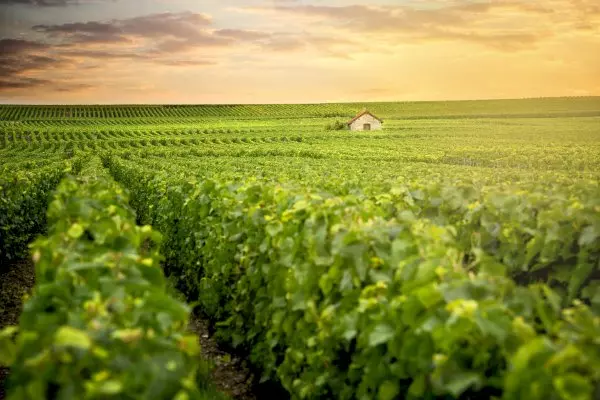 A Private Champagne Escape from Paris: Reims, Epernay, Hautvillers & Tastings