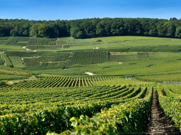 Ophorus Tours - A Private Champagne Escape from Paris: Reims, Epernay, Hautvillers & Tastings
