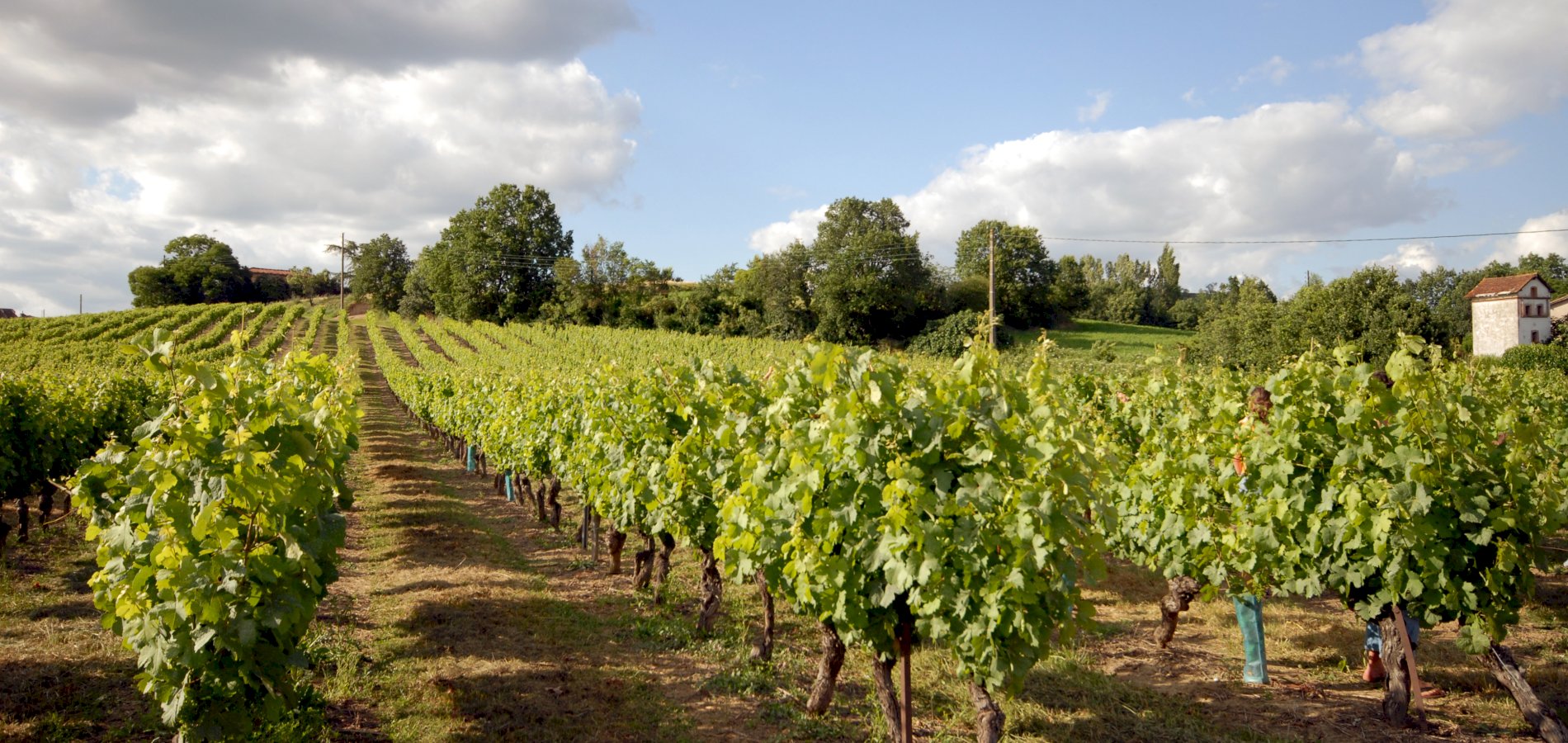 Ophorus Tours - Explore Gaillac Wines: Private Half-Day Tour from Toulouse