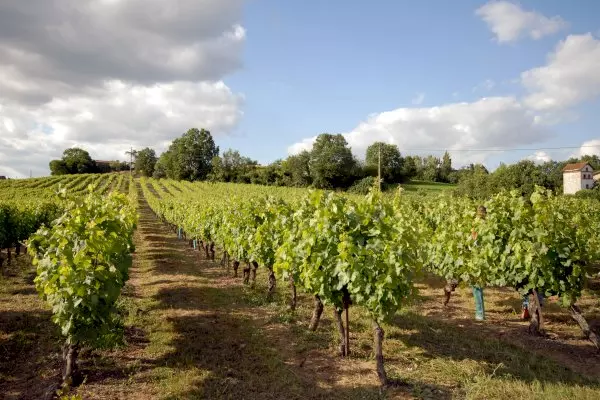 Gaillac Wine Tour private half-Day trip from Toulouse