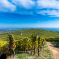 Panoramic drive along the Wine Route