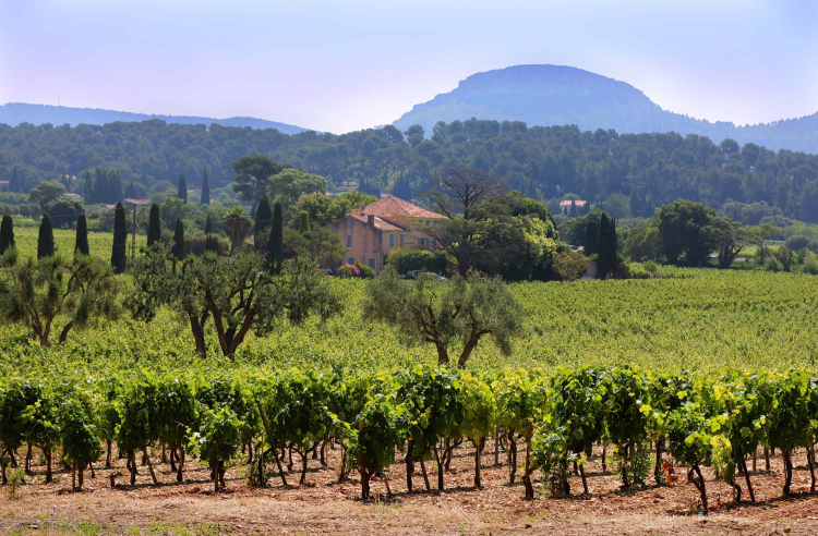 Ophorus Tours - Cassis Village & Wines, Calanques Boat Trip from Aix Private