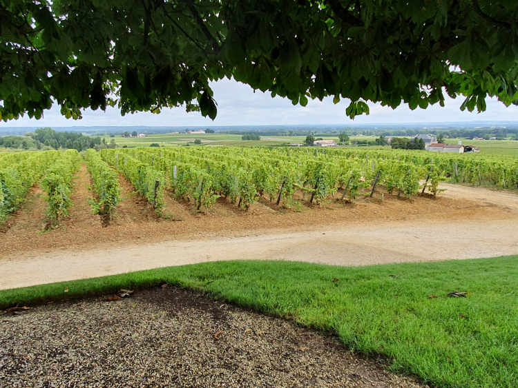Ophorus Tours - Château d’Yquem Anthology Private Wine Tour from Bordeaux