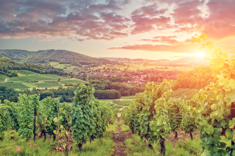 Ophorus Tours - Côte de Beaune & Côte de Nuits Full-Day Wine Tour for 2 – From Dijon