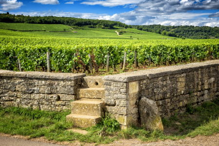 Ophorus Tours - Côte de Beaune & Côte de Nuits Private Tour from Dijon for 2