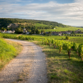 Côte de Beaune – Rolling Vineyards and Wine Villages