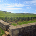 Romanée-Conti – Burgundy Vineyard Photo Stop