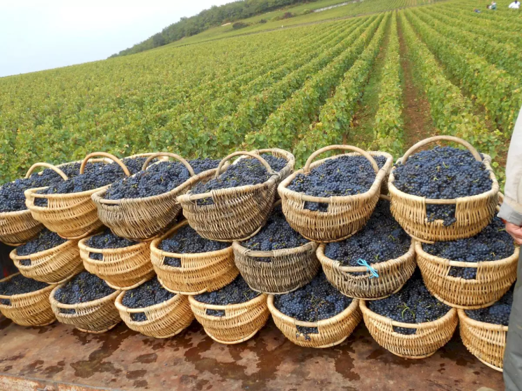 Ophorus Tours - Côte de Nuits & Côte de Beaune Vineyards: Private Wine Tour from Beaune