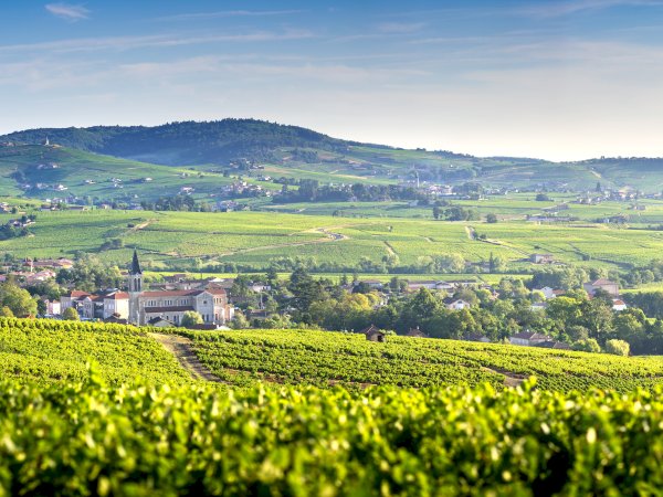 Ophorus Tours - Côte-Rôtie & Condrieu: Shared Tour from Lyon 