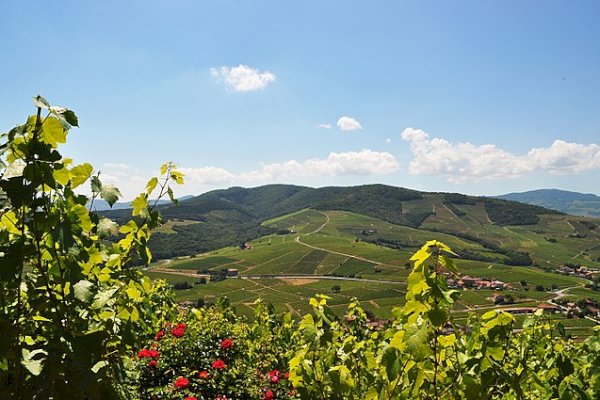 Ophorus Tours - Côte-Rôtie & Condrieu: Shared Tour from Lyon 