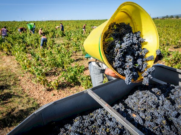 Ophorus Tours - Côte-Rôtie & Condrieu: Shared Tour from Lyon 