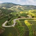 Morning – Vineyard near Endingen (Germany)