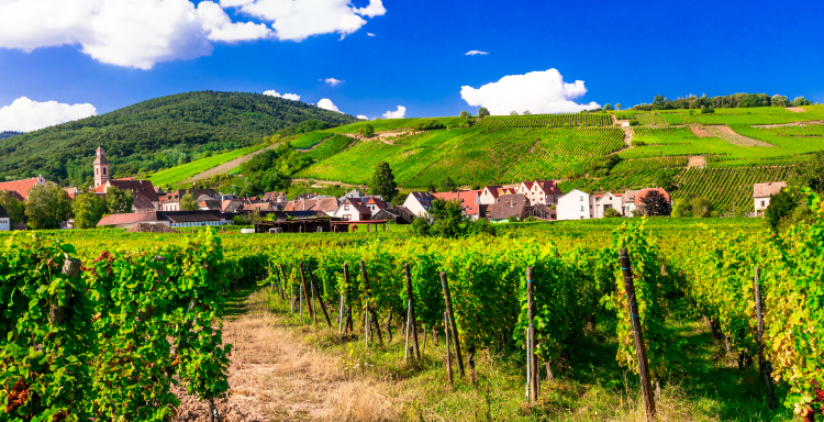 Ophorus Tours - Cross-Border Wine Tour: French Elegance & German Precision from Strasbourg