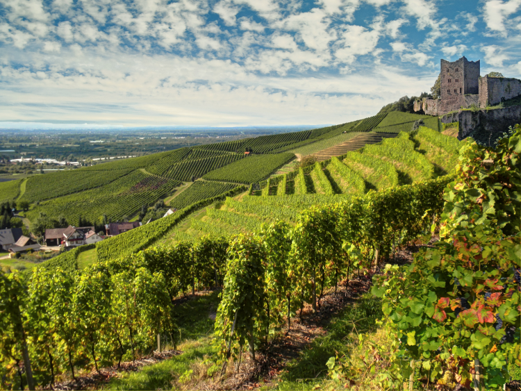 Ophorus Tours - Cross-Border Private Wine Tour: French Elegance & German Precision
