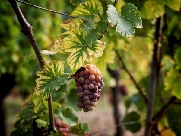 Ophorus Tours - Cross-Border Wine Tour: French Elegance & German Precision from Strasbourg