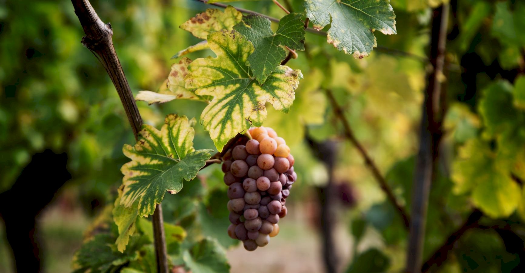 Ophorus Tours - Cross-Border Wine Tour: French Elegance & German Precision from Strasbourg