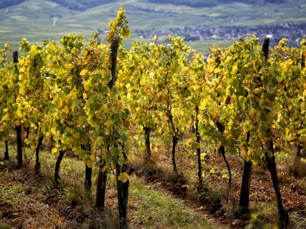 Ophorus Tours - Cross-Border Wine Tour: French Elegance & German Precision from Strasbourg