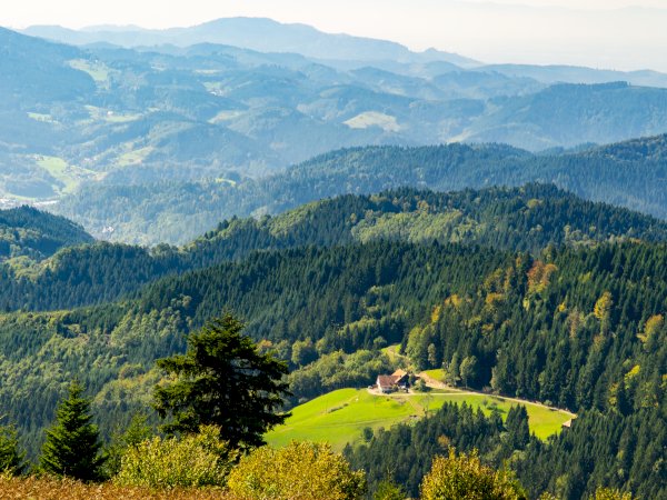 Ophorus Tours - Freiburg & Black Forest Highlights: Private Tour from Mulhouse