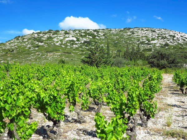 Ophorus Tours - From Sète Port Languedoc Wine Tour Shore Excursion private