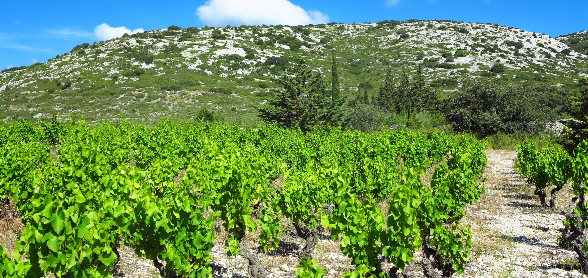 Ophorus Tours - From Sète Port Languedoc Wine Tour Shore Excursion private