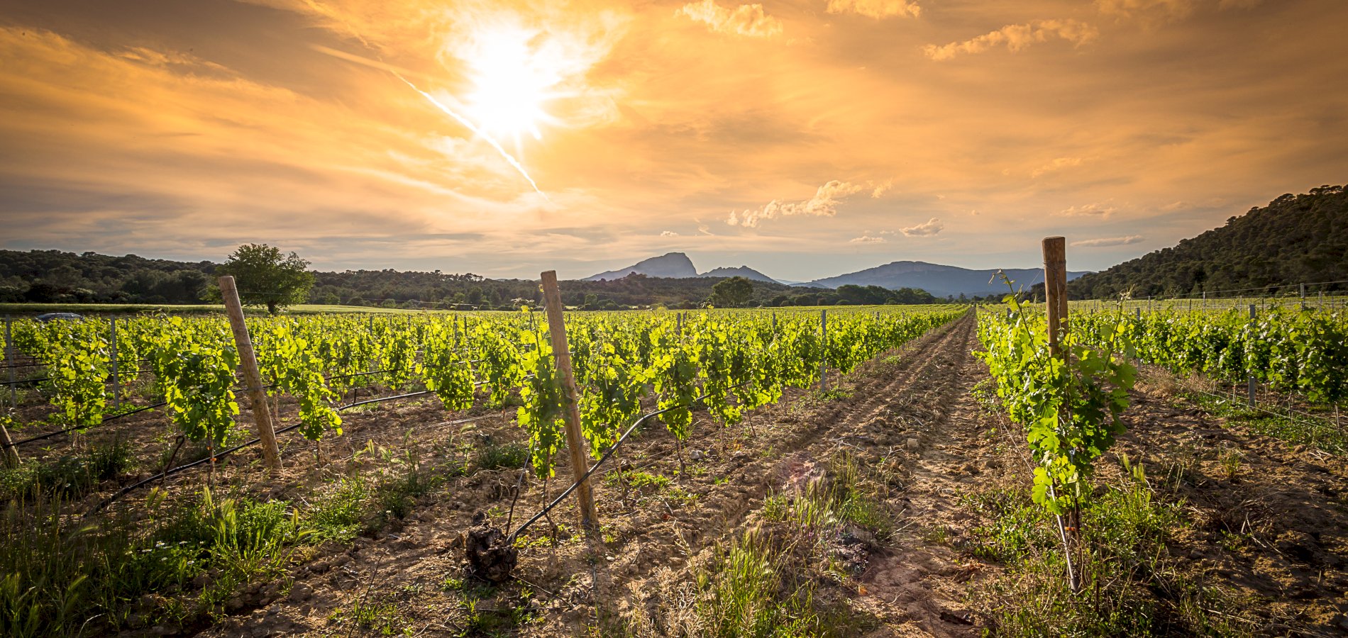 Ophorus Tours - From Sète Port to Montpellier & Languedoc Wine Tour