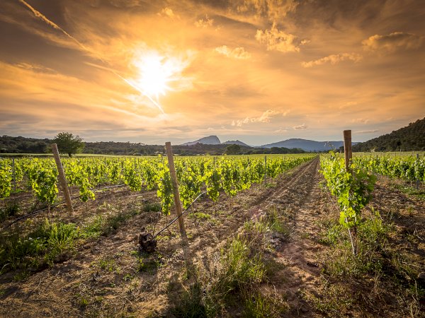 Ophorus Tours - From Sète Port Walking Tour, Oyster tasting & Languedoc wines private